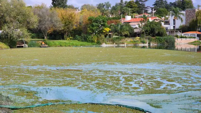 lago con algas