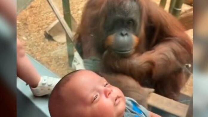 orangutan-zoo