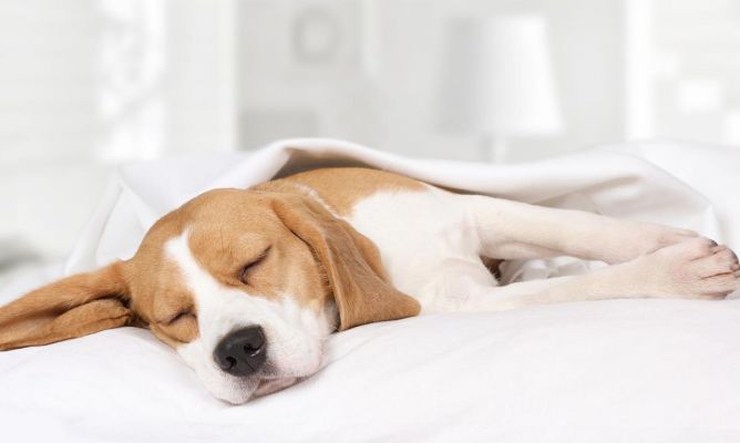 perro-durmiendo-668x400x80xX-1