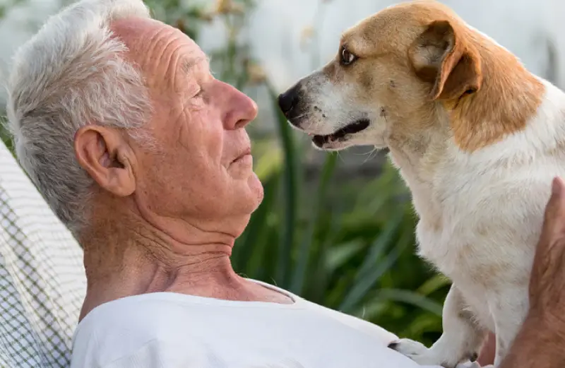perro geriatrico 2
