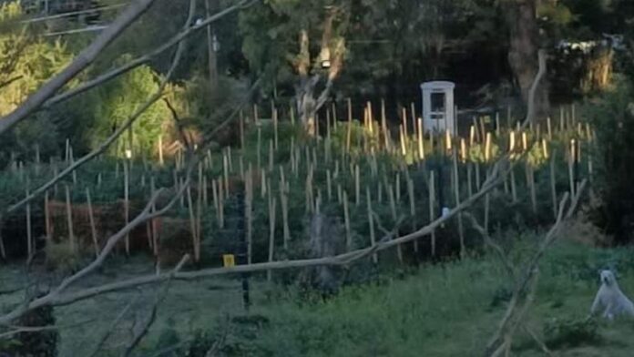 plantacion-cannabis-huerta-grande