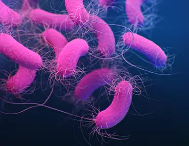 pseudomonas_aeruginosa_369x285