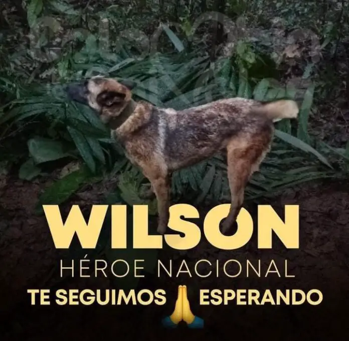 wilson