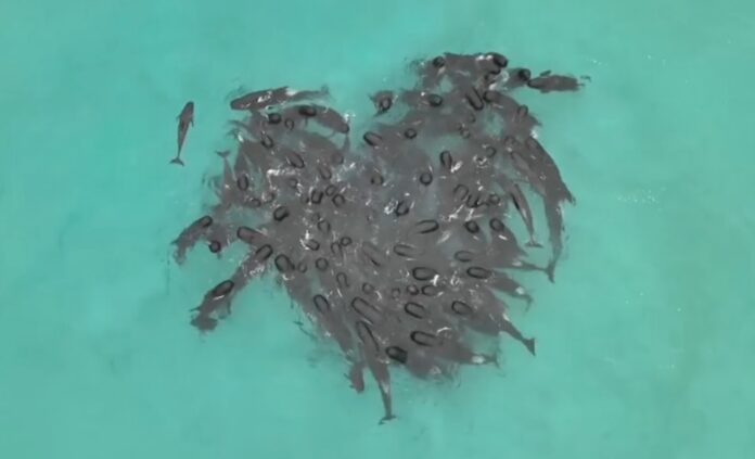 ballenas 1