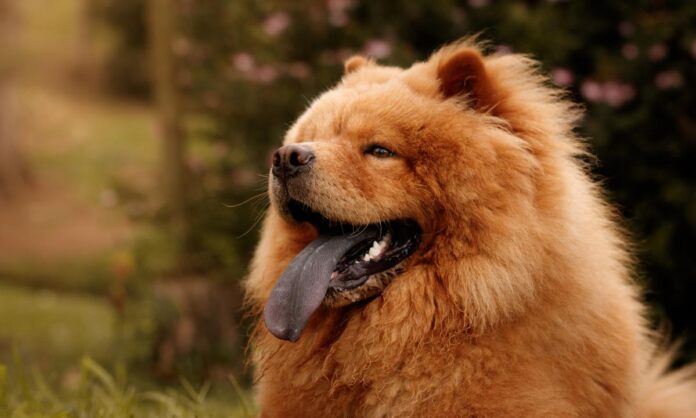 chow