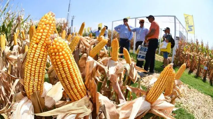 dolar agro