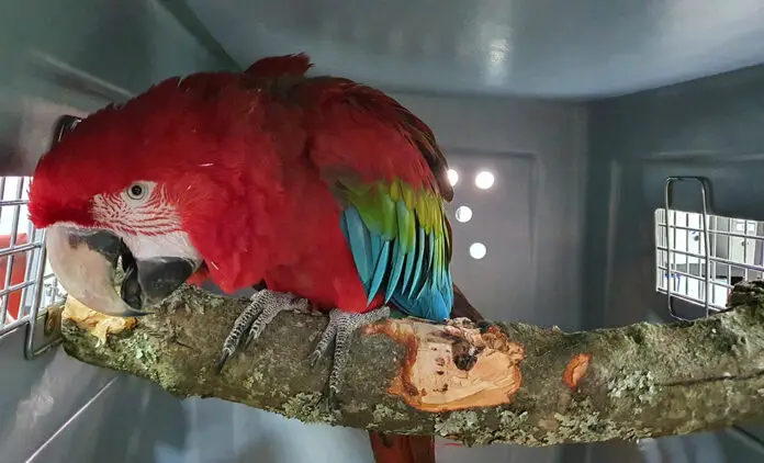 fauna silvestre