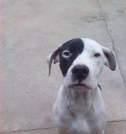 perro 2