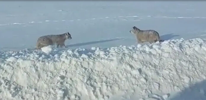 pumas en nieve