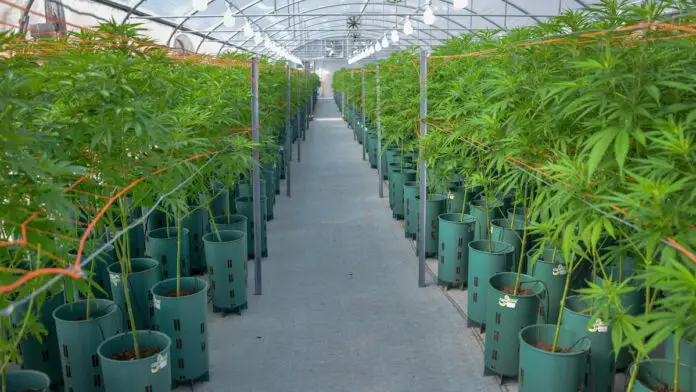 cannabis reglamentacion ley