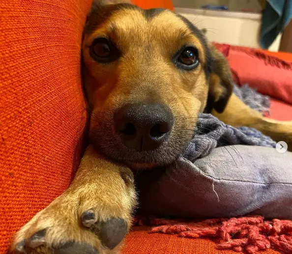 dieguito
