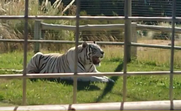 tigre
