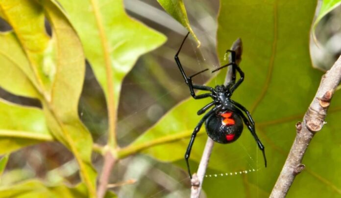 viuda negra