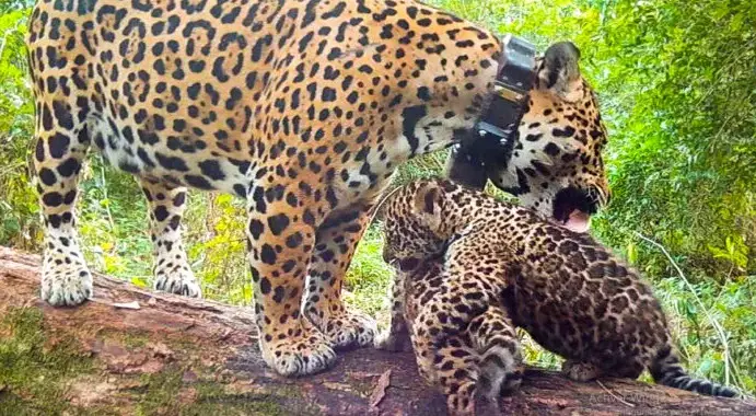 yaguarete