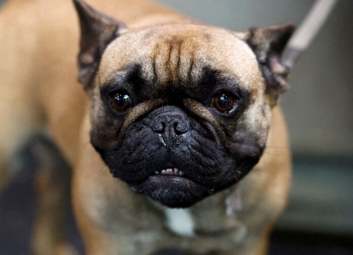 bulldog