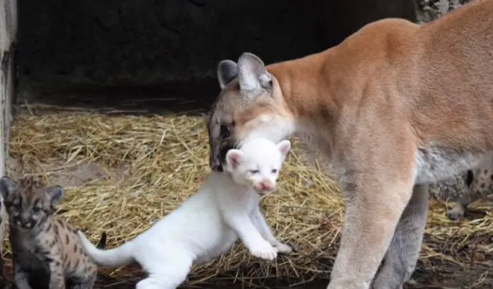 puma albino