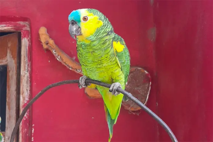 Loro-Rescatado