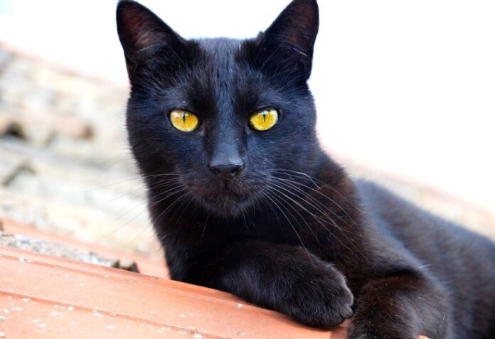 gato negro