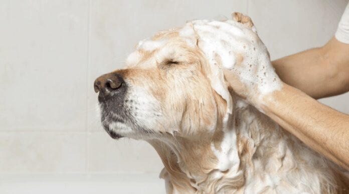 perro jabon