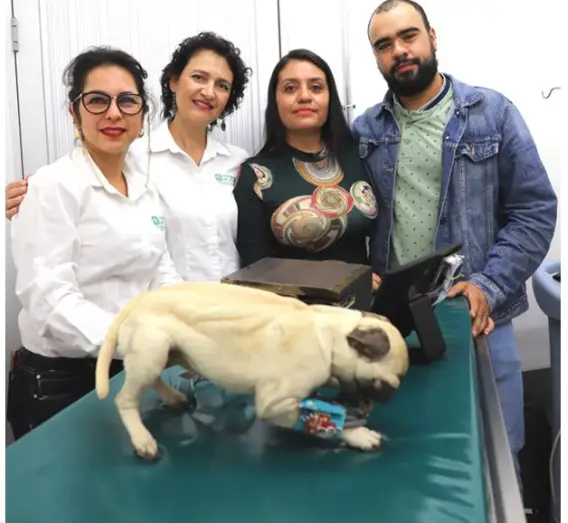 perro robot
