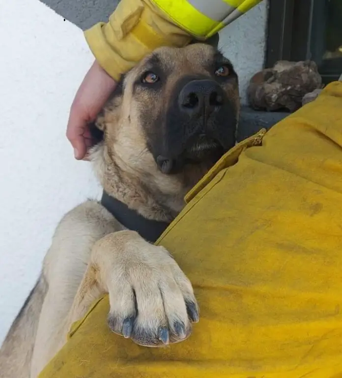 scooby