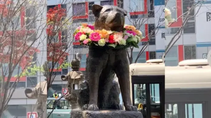 hachiko