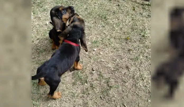 perros