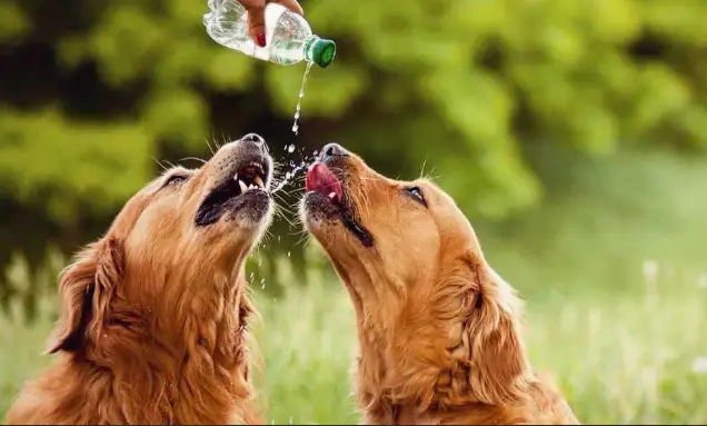 perrros agua
