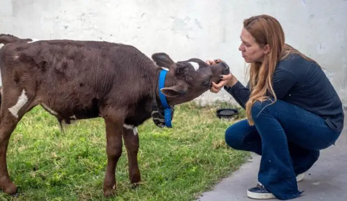 vaca
