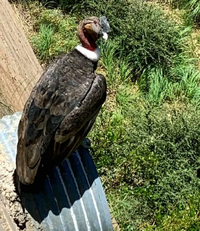 ElCondorPara (1)