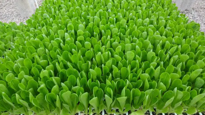L-Baby-Leaf-verde