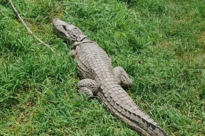 Policia-Ambienta-yacare-Rio-Ceballos-4