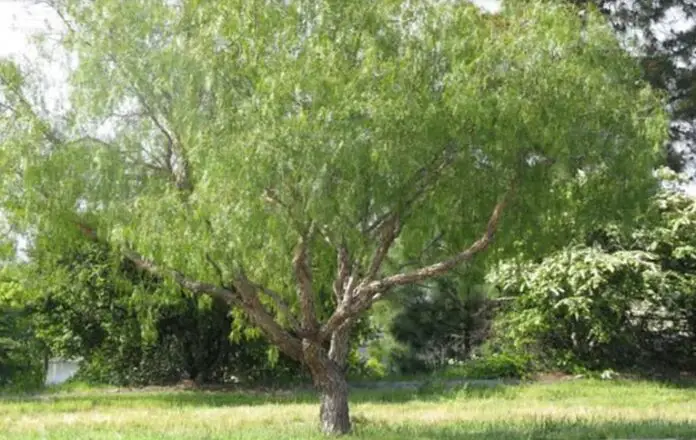 arbol