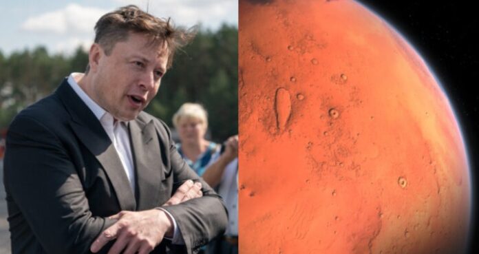 elon
