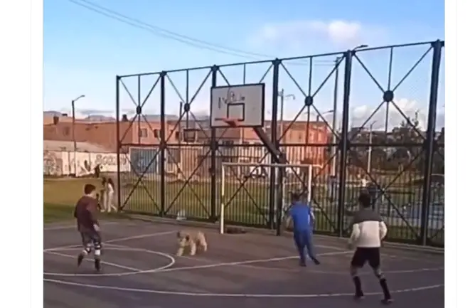 perro viral