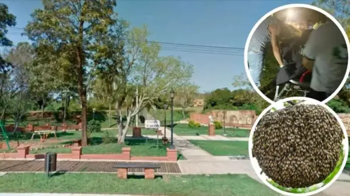 abejas