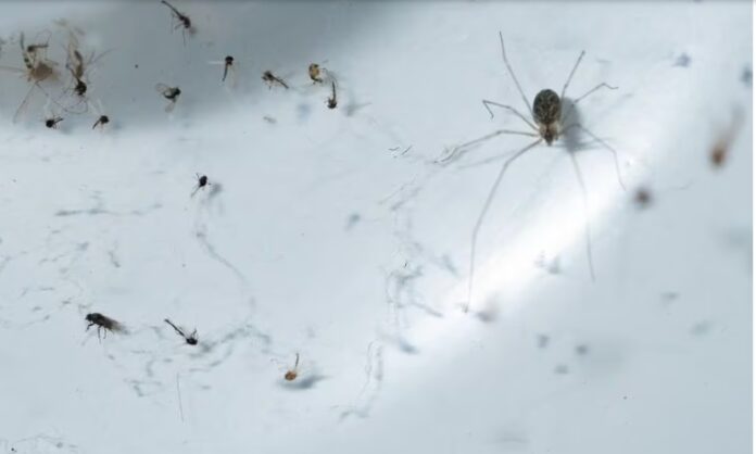 araña