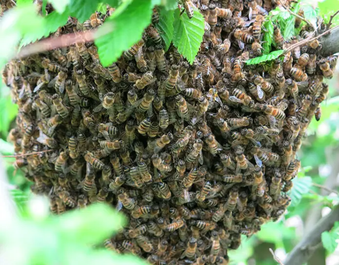 enjambre-de-abejas ilustrativo