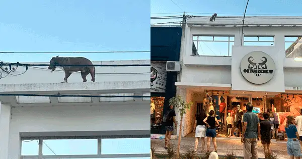perro-cornisa-centro-villa-maria