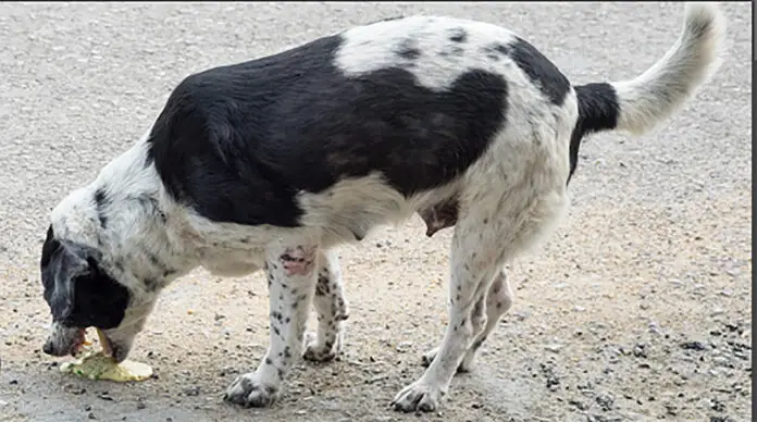 perro envenenado