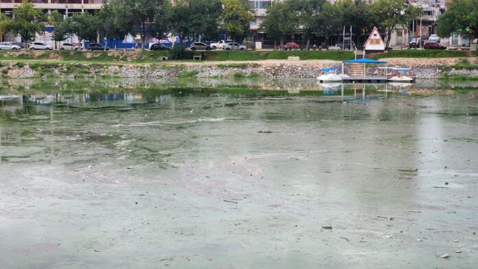 postal cianobacteria1