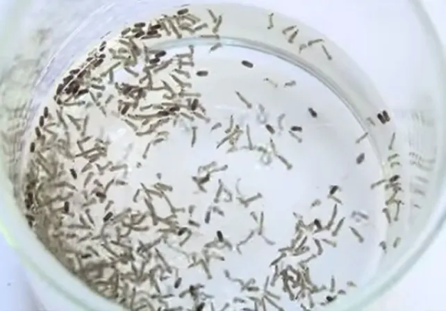 las-larvas-el-laboratorio