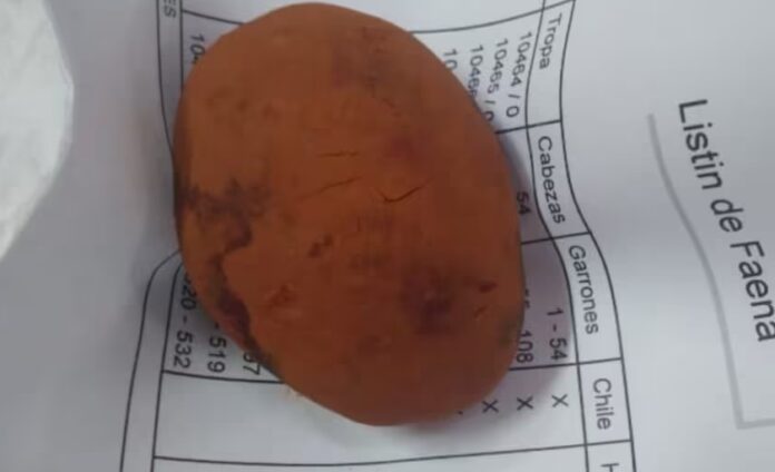 oro bovino