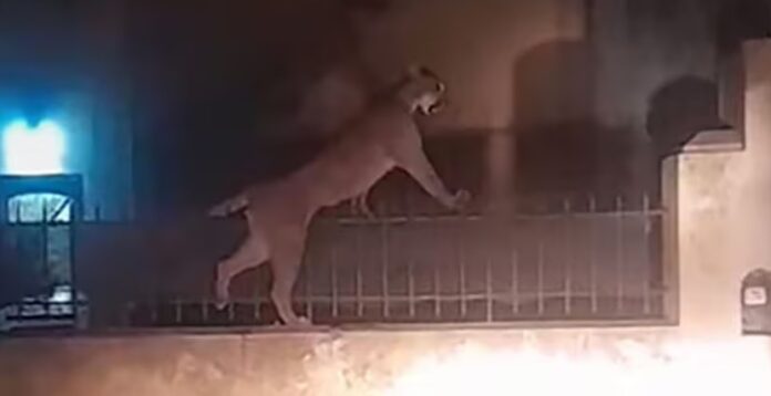 puma