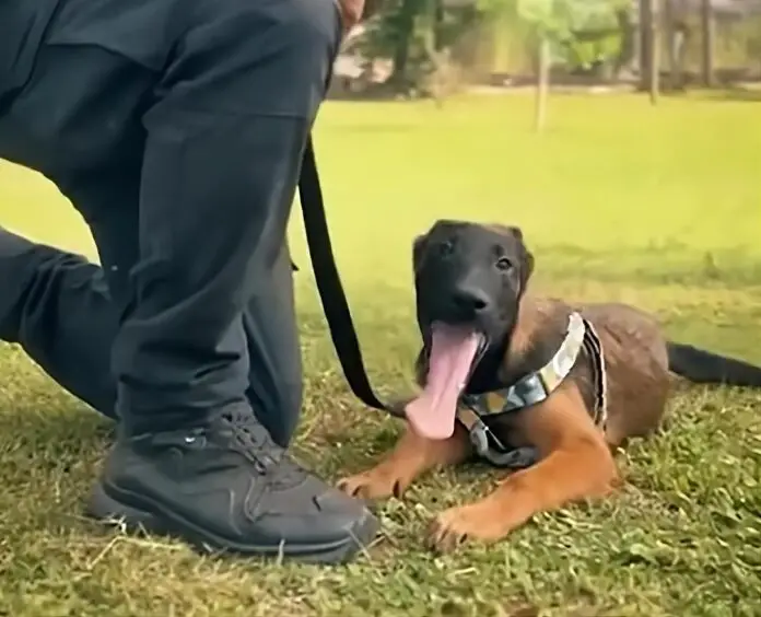 Policia-cachorros