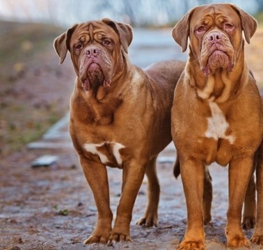 dogos