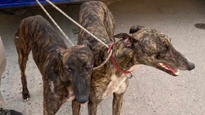 galgos