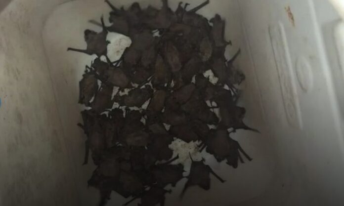 muercielagos