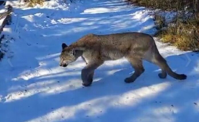 puma