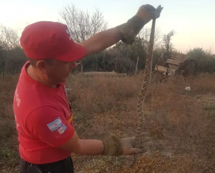 Cascabel-en-Chanar-2-copia